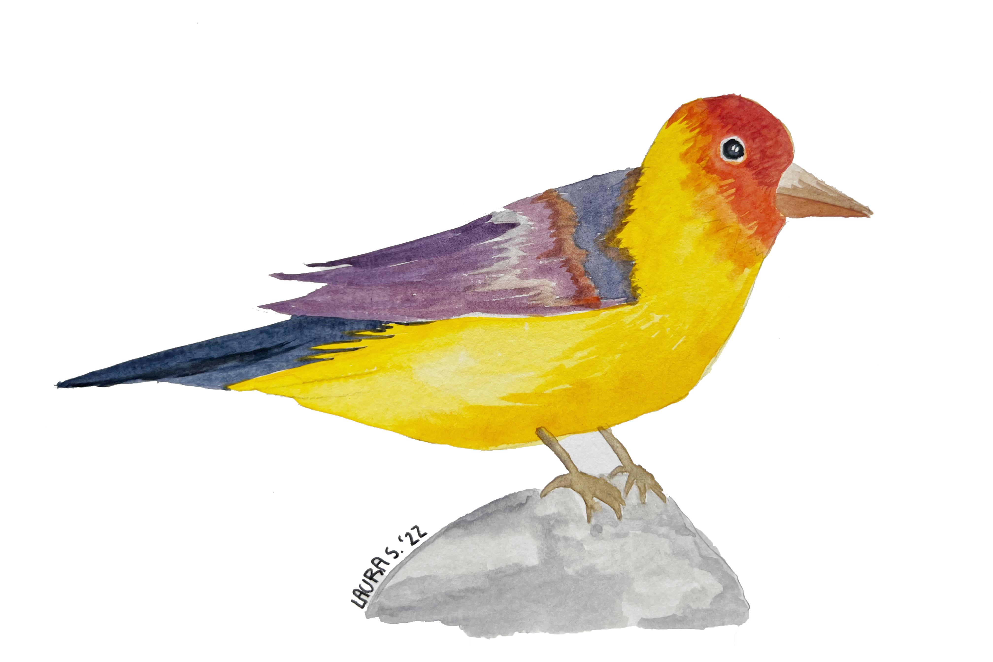 Berkeley Bird