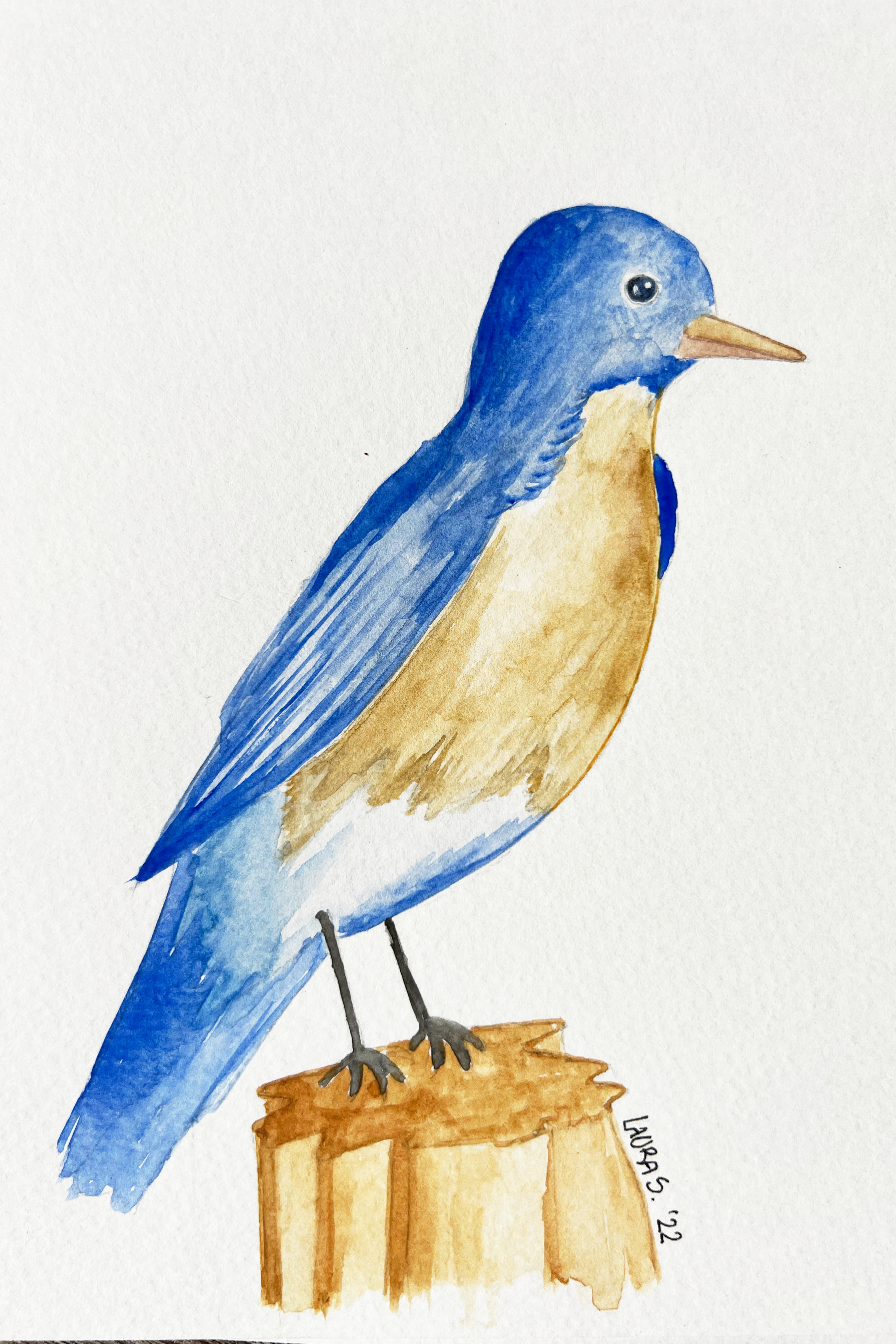 Berkeley Bird