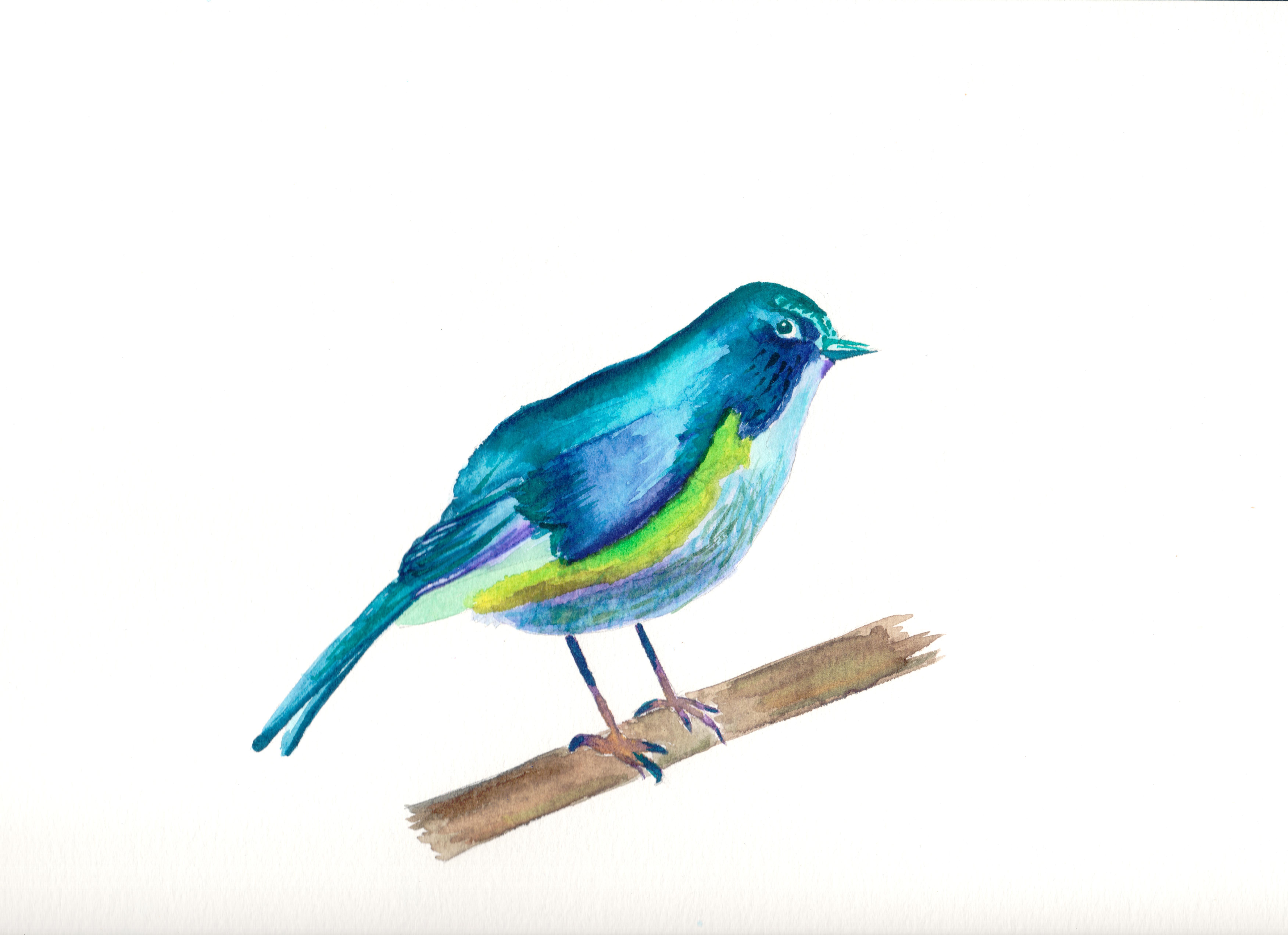 bird