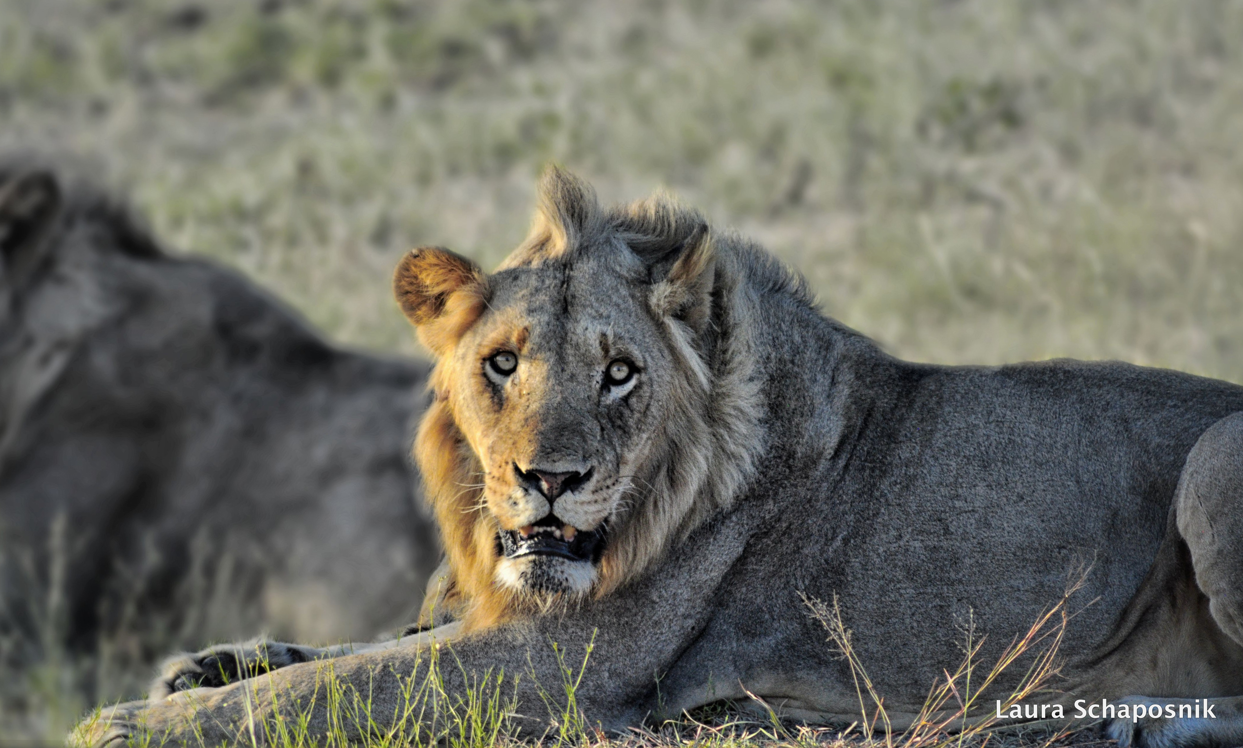 Safari