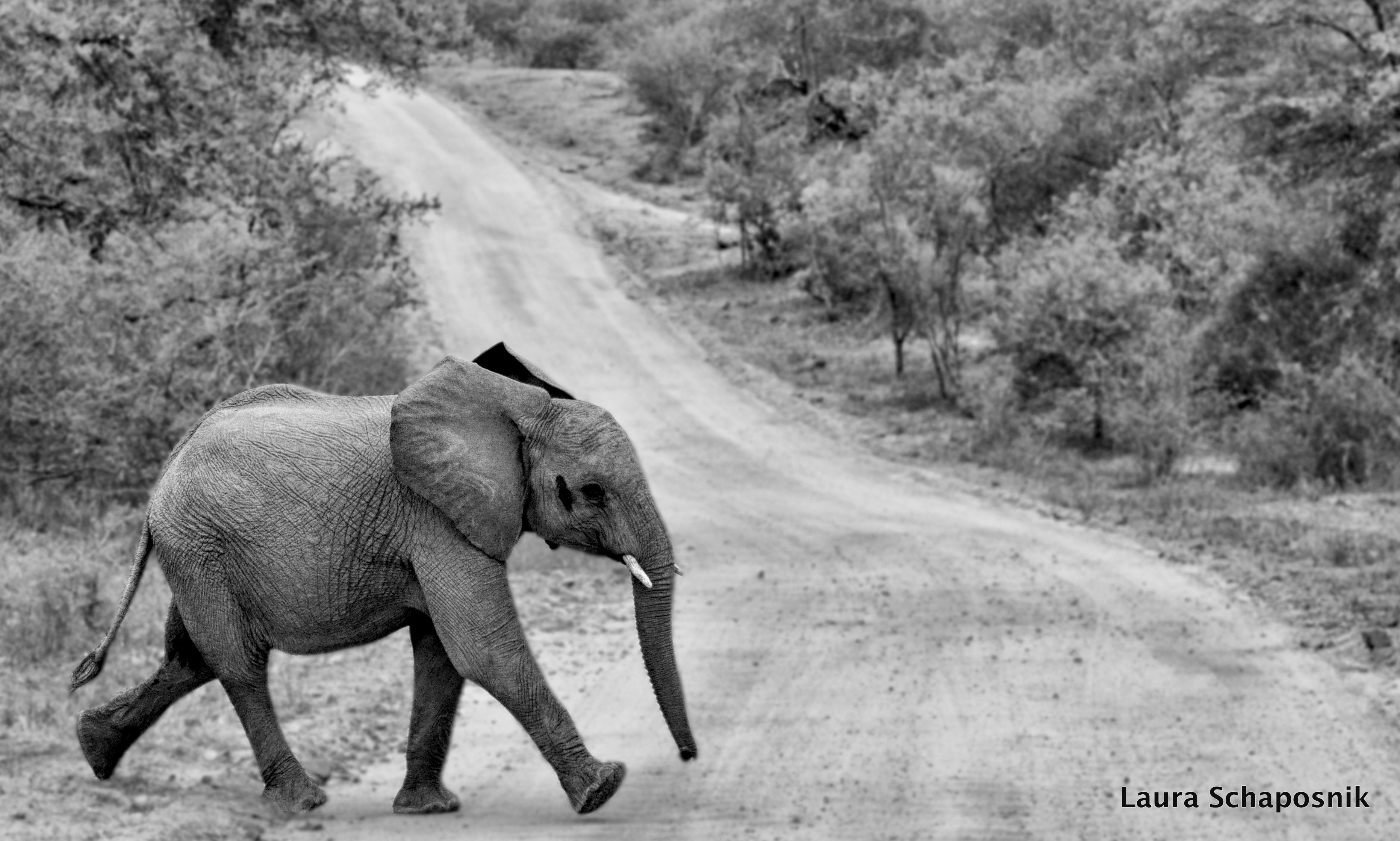 Safari