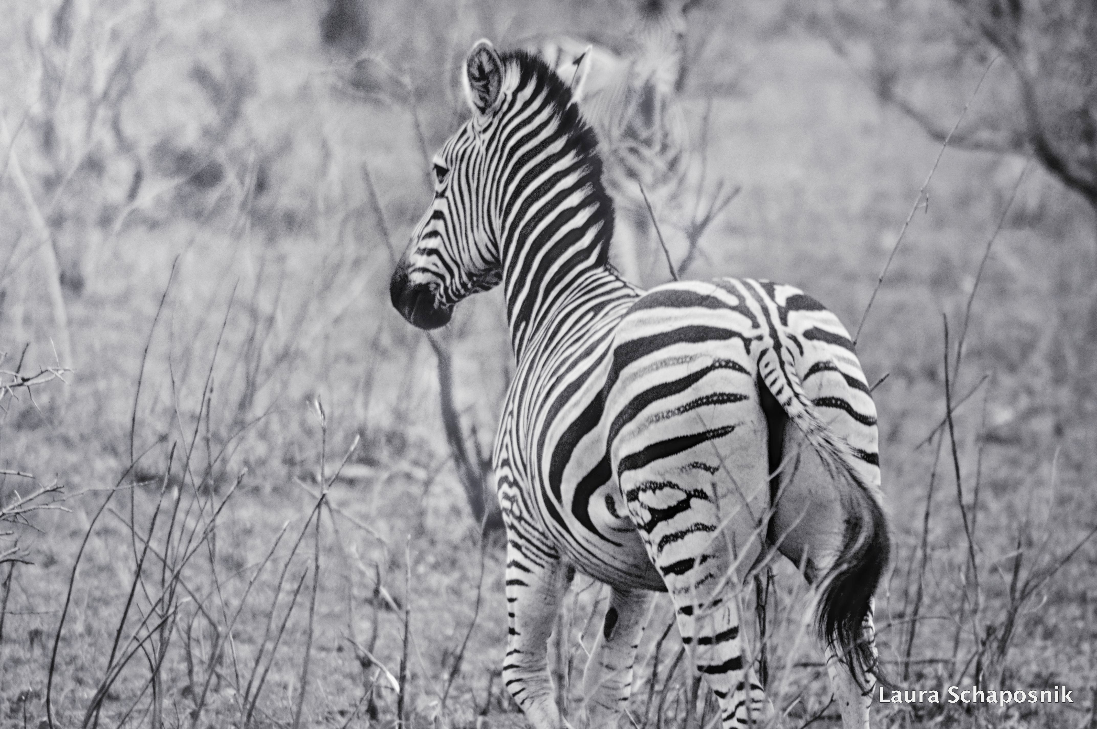 Safari